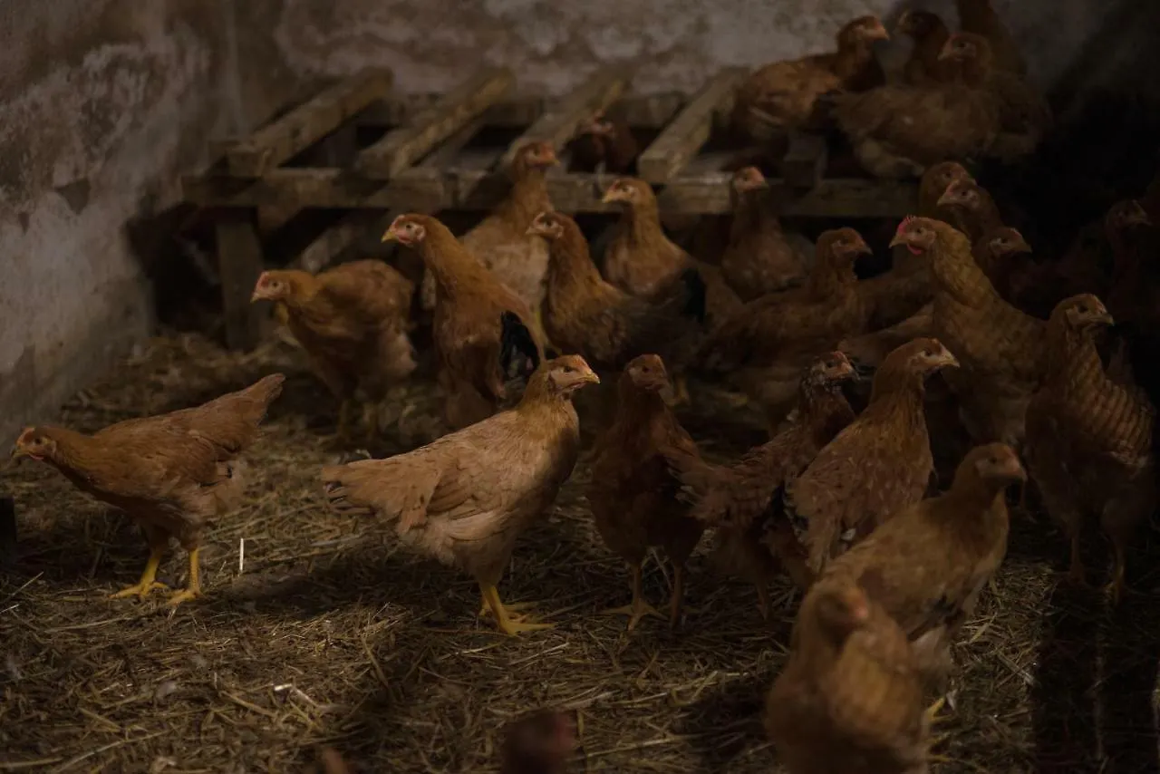 Il Dosso Agriturismo Codigoro Italie